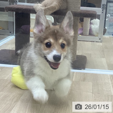 福島県のウェルシュコーギーペンブローク (ペットプラス 福島店/2025年11月10日生まれ/男の子/レッドホワイト)の子犬の4枚目の画像