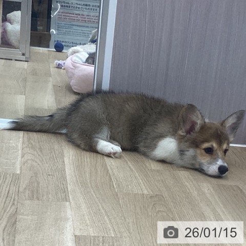 福島県のウェルシュコーギーペンブローク (ペットプラス 福島店/2025年11月10日生まれ/男の子/レッドホワイト)の子犬の3枚目の画像
