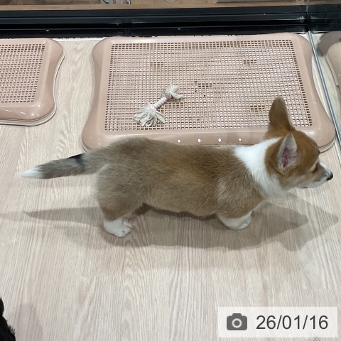 埼玉県のウェルシュコーギーペンブローク (ペッツワン 新座店/2025年11月10日生まれ/男の子/レッドホワイト)の子犬の4枚目の画像