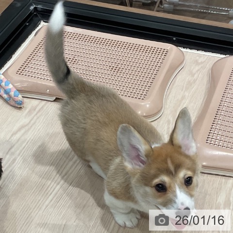 埼玉県のウェルシュコーギーペンブローク (ペッツワン 新座店/2025年11月10日生まれ/男の子/レッドホワイト)の子犬の3枚目の画像