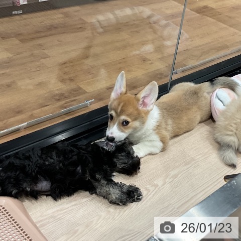 埼玉県のウェルシュコーギーペンブローク (ペッツワン 新座店/2025年11月10日生まれ/男の子/レッドホワイト)の子犬の4枚目の画像