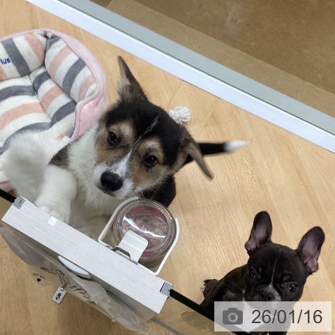 埼玉県のウェルシュコーギーペンブローク (ペットプラス 羽生店/2025年11月10日生まれ/男の子/ブラックタンホワイト)の子犬の4枚目の画像