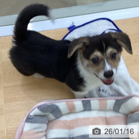 埼玉県のウェルシュコーギーペンブローク (ペットプラス 羽生店/2025年11月10日生まれ/男の子/ブラックタンホワイト)の子犬の3枚目の画像