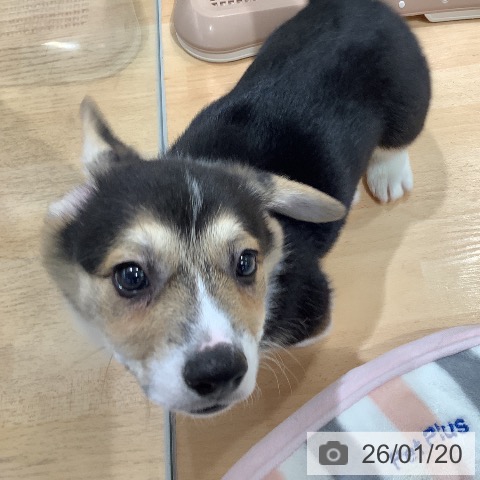 埼玉県のウェルシュコーギーペンブローク (ペットプラス 羽生店/2025年11月10日生まれ/男の子/ブラックタンホワイト)の子犬の4枚目の画像