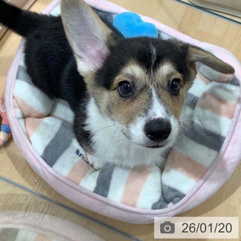 埼玉県のウェルシュコーギーペンブローク (ペットプラス 羽生店/2025年11月10日生まれ/男の子/ブラックタンホワイト)の子犬の3枚目の画像