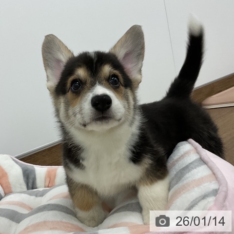 千葉県のウェルシュコーギーペンブローク (ペッツワン 千葉ニュータウン店/2025年11月10日生まれ/男の子/ブラックタンホワイト)の子犬の4枚目の画像