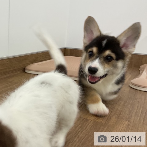 千葉県のウェルシュコーギーペンブローク (ペッツワン 千葉ニュータウン店/2025年11月10日生まれ/男の子/ブラックタンホワイト)の子犬の3枚目の画像