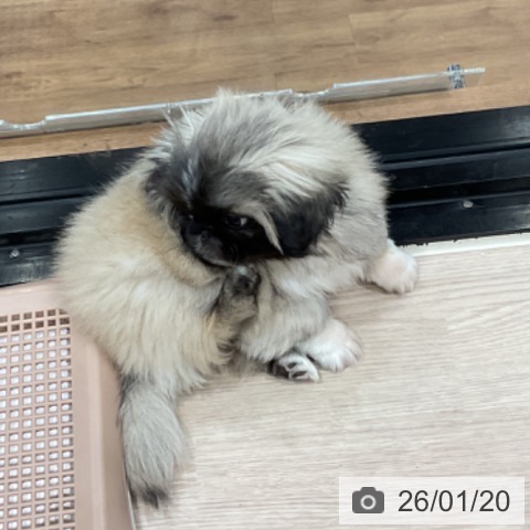 ペキニーズの写真