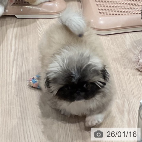 埼玉県のペキニーズ (ペッツワン 新座店/2025年11月10日生まれ/男の子/フォーン)の子犬の4枚目の画像