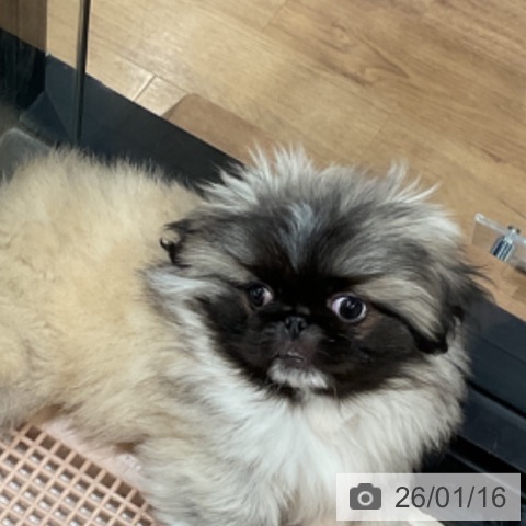 埼玉県のペキニーズ (ペッツワン 新座店/2025年11月10日生まれ/男の子/フォーン)の子犬の3枚目の画像