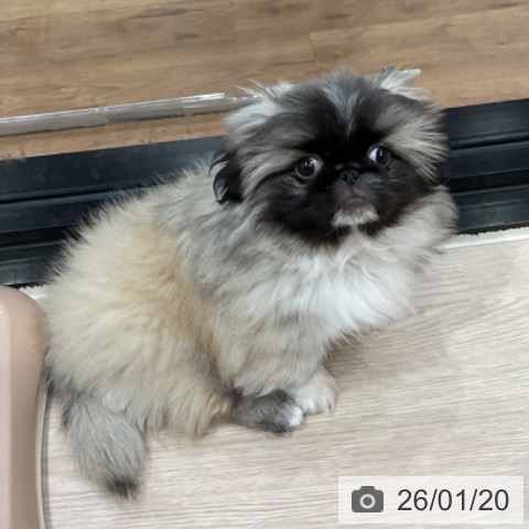 埼玉県のペキニーズ (ペッツワン 新座店/2025年11月10日生まれ/男の子/フォーン)の子犬の3枚目の画像