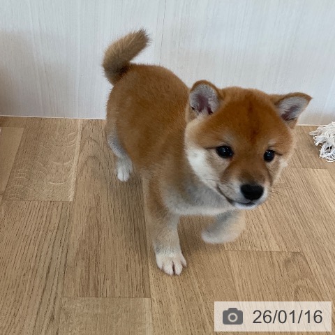 福岡県の柴犬(標準サイズ) (ペットプラス ららぽーと福岡店/2025年11月14日生まれ/男の子/赤)の子犬の4枚目の画像