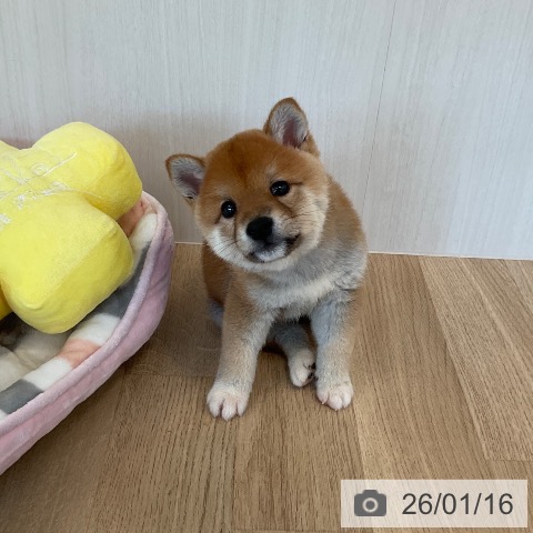 福岡県の柴犬(標準サイズ) (ペットプラス ららぽーと福岡店/2025年11月14日生まれ/男の子/赤)の子犬の3枚目の画像