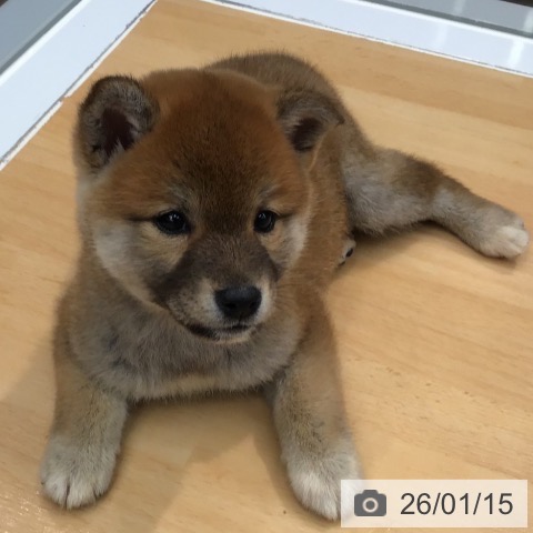 熊本県の柴犬(標準サイズ) (ペットプラス 熊本店/2025年11月14日生まれ/女の子/赤)の子犬の4枚目の画像