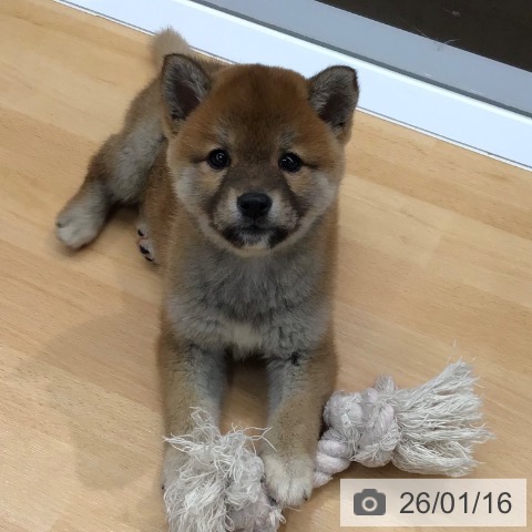 熊本県の柴犬(標準サイズ) (ペットプラス 熊本店/2025年11月14日生まれ/女の子/赤)の子犬の3枚目の画像