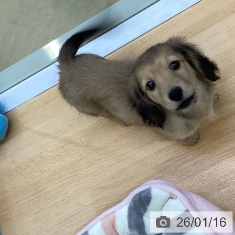 埼玉県のミニチュアダックスフンド(ロング) (ペットプラス 羽生店/2025年11月10日生まれ/男の子/シェーデットイエロー)の子犬の4枚目の画像