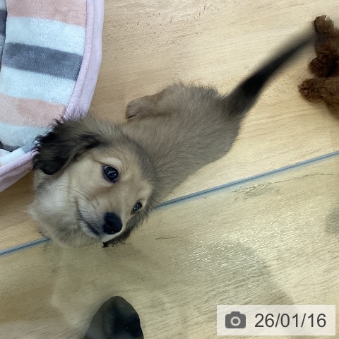 埼玉県のミニチュアダックスフンド(ロング) (ペットプラス 羽生店/2025年11月10日生まれ/男の子/シェーデットイエロー)の子犬の3枚目の画像