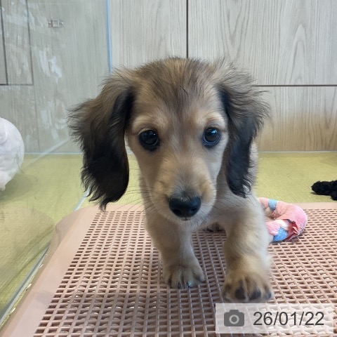 福島県のミニチュアダックスフンド(ロング) (ペットプラス イオンタウン郡山店/2025年11月10日生まれ/男の子/シェーデットイエロー)の子犬の3枚目の画像