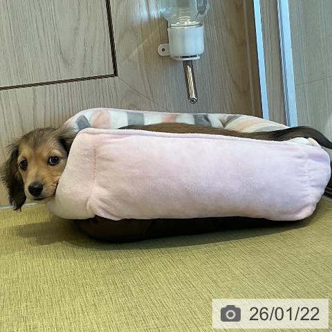 福島県のミニチュアダックスフンド(ロング) (ペットプラス イオンタウン郡山店/2025年11月10日生まれ/男の子/シェーデットイエロー)の子犬の3枚目の画像