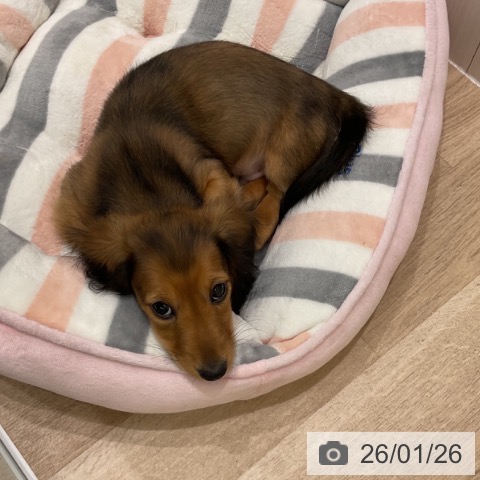 ミニチュア・ダックスフンドの写真