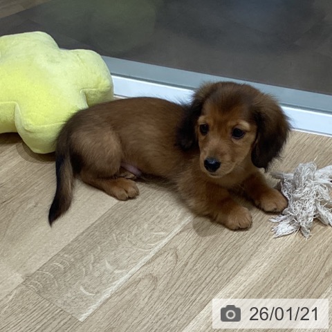 岩手県のミニチュアダックスフンド(ロング) (ペットプラス 盛岡南店/2025年11月10日生まれ/男の子/シェーデットレッド)の子犬の4枚目の画像