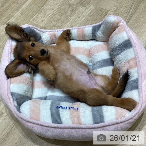 岩手県のミニチュアダックスフンド(ロング) (ペットプラス 盛岡南店/2025年11月10日生まれ/男の子/シェーデットレッド)の子犬の3枚目の画像