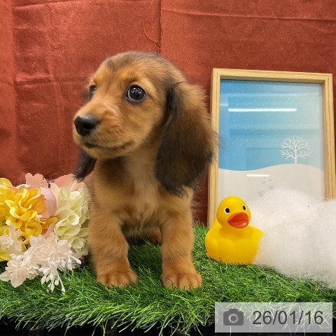 千葉県のミニチュアダックスフンド(ロング) (ペットプラス コトエ流山おおたかの森店/2025年11月10日生まれ/女の子/シェーデットレッド)の子犬の4枚目の画像