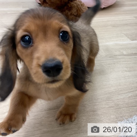 ミニチュア・ダックスフンドの写真