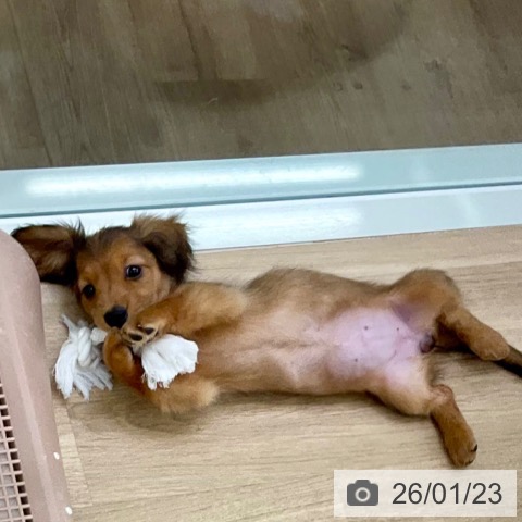 ミニチュア・ダックスフンドの写真