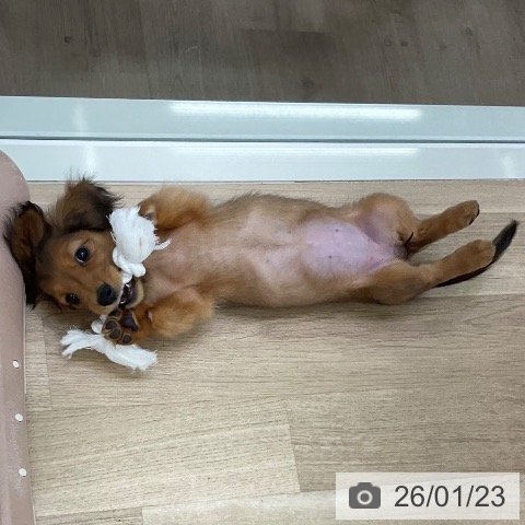 ミニチュア・ダックスフンドの写真