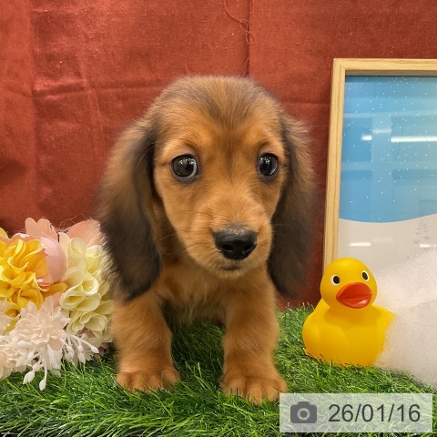 千葉県のミニチュアダックスフンド(ロング) (ペットプラス コトエ流山おおたかの森店/2025年11月10日生まれ/女の子/シェーデットレッド)の子犬の3枚目の画像