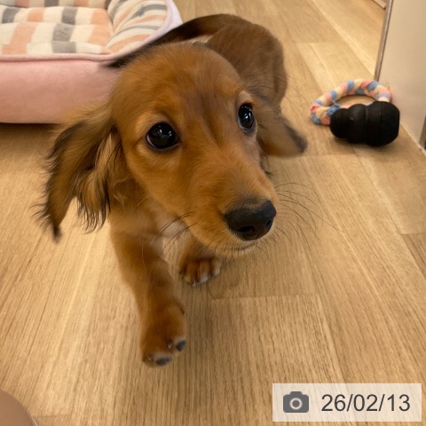 千葉県のミニチュアダックスフンド(ロング) (ペットプラス コトエ流山おおたかの森店/2025年11月10日生まれ/女の子/シェーデットレッド)の子犬の4枚目の画像