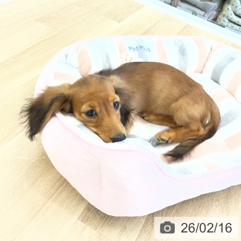 ミニチュア・ダックスフンドの写真