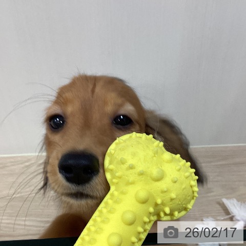 千葉県のミニチュアダックスフンド(ロング) (ペットプラス 柏店/2025年11月10日生まれ/女の子/シェーデットレッド)の子犬の4枚目の画像