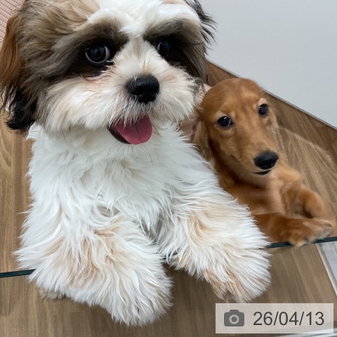 茨城県のミニチュアダックスフンド(ロング) (ペッツワン 阿見店/2025年11月10日生まれ/女の子/シェーデットレッド)の子犬の4枚目の画像