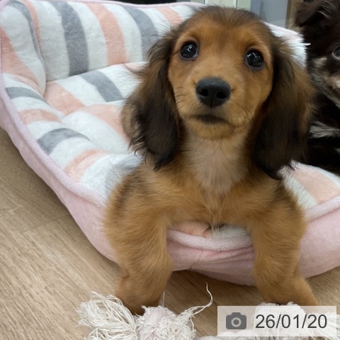 千葉県のミニチュアダックスフンド(ロング) (ペットプラス コトエ流山おおたかの森店/2025年11月10日生まれ/女の子/シェーデットレッド)の子犬の3枚目の画像