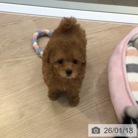 東京都のトイプードル(トイ) (ペットプラス 多摩平の森店/2025年11月15日生まれ/男の子/レッド)の子犬の3枚目の画像