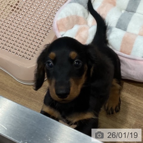 ミニチュア・ダックスフンドの写真