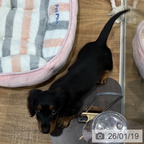 ミニチュア・ダックスフンドの写真