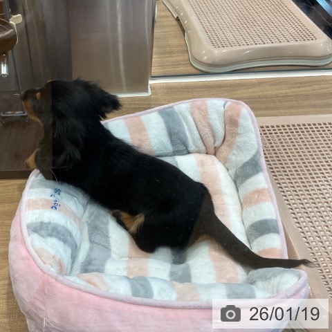 ミニチュア・ダックスフンドの写真