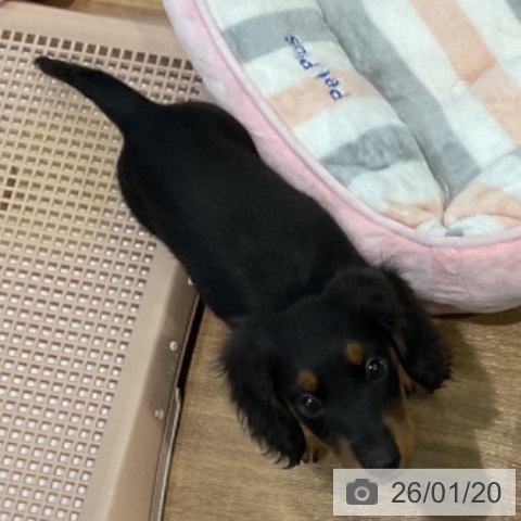 埼玉県のミニチュアダックスフンド(ロング) (ペッツワン 新座店/2025年11月11日生まれ/男の子/ブラックタン)の子犬の4枚目の画像