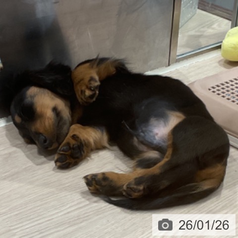 埼玉県のミニチュアダックスフンド(ロング) (ペッツワン 新座店/2025年11月11日生まれ/男の子/ブラックタン)の子犬の3枚目の画像