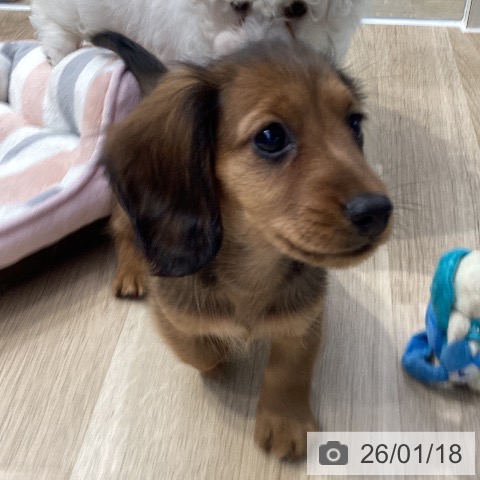 神奈川県のミニチュアダックスフンド(ロング) (ペットプラス 座間店/2025年11月11日生まれ/男の子/シェーデットレッド)の子犬の3枚目の画像