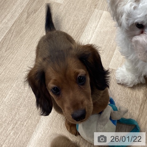 神奈川県のミニチュアダックスフンド(ロング) (ペットプラス 座間店/2025年11月11日生まれ/男の子/シェーデットレッド)の子犬の3枚目の画像