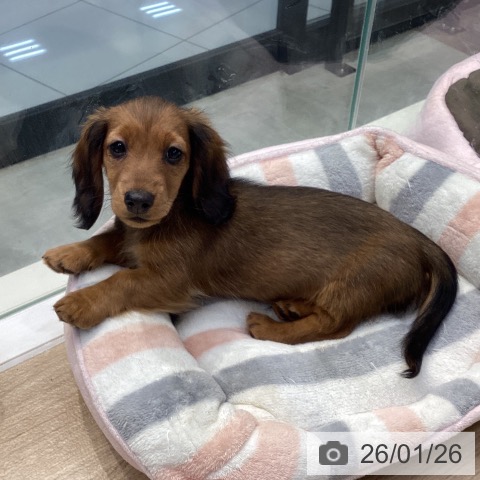 神奈川県のミニチュアダックスフンド(ロング) (ペットプラス 座間店/2025年11月11日生まれ/男の子/シェーデットレッド)の子犬の3枚目の画像