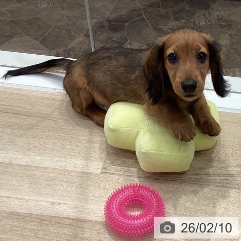 神奈川県のミニチュアダックスフンド(ロング) (ペットプラス 座間店/2025年11月11日生まれ/男の子/シェーデットレッド)の子犬の3枚目の画像