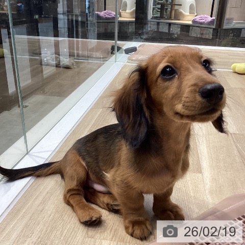 神奈川県のミニチュアダックスフンド(ロング) (ペットプラス 座間店/2025年11月11日生まれ/男の子/シェーデットレッド)の子犬の4枚目の画像