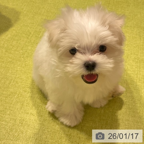 福岡県のマルチーズ (ペットプラス MARK IS 福岡ももち店/2025年11月15日生まれ/男の子/ホワイト)の子犬の4枚目の画像