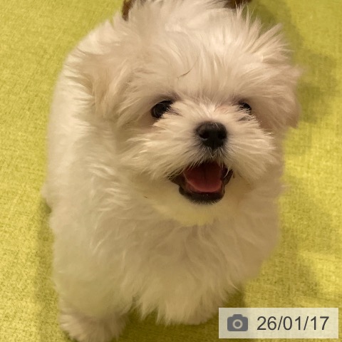 福岡県のマルチーズ (ペットプラス MARK IS 福岡ももち店/2025年11月15日生まれ/男の子/ホワイト)の子犬の3枚目の画像