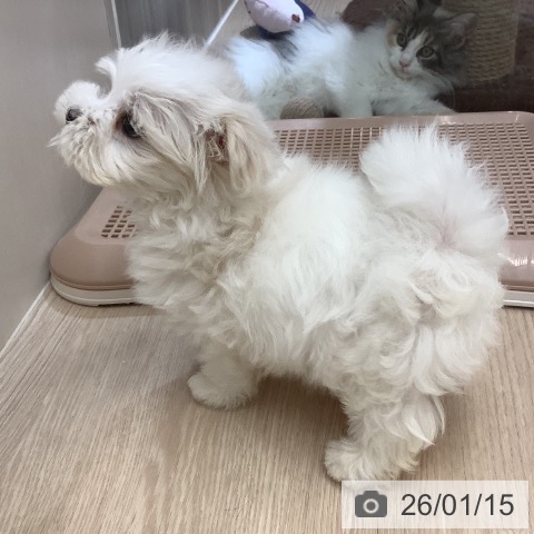沖縄県のマルチーズ (ペットプラス 南風原店/2025年11月15日生まれ/男の子/ホワイト)の子犬の4枚目の画像